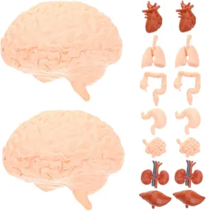 and Halloween constricted temperate notably territorial fascinate Decor Hemoton 2sets Human Organ Model Anatomy Toy for Boy Girl Realistic Heart Brain Stomach and More Montessori Teaching Tools for Study 