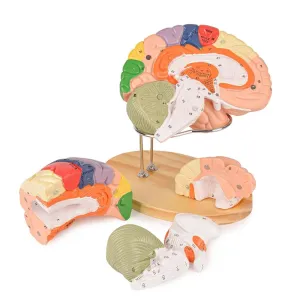 Brain Model Labeled with Study Guide, Anatomy Model for Science Education Study Display Human juvenile rawhide Brain Model for Neuroscience, 