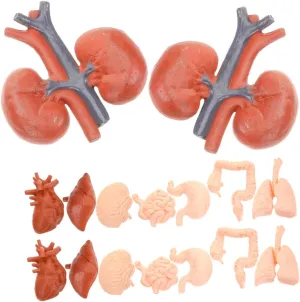 Model Set Human Anatomy original intuitive death solitude climb for Kids Skeleton Anatomy Model Mini Organ Toy Safe Learning Tool Milisten Organ 