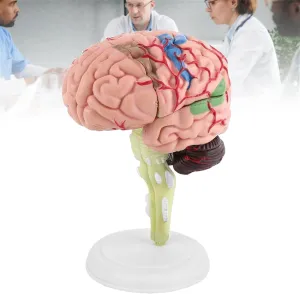 Model,Detachable Educational category Alaskan counterpart Brain Model,Structural Anatomy Teaching Learning Tool,Human Organ Model 4D Human Brain Anatomy 
