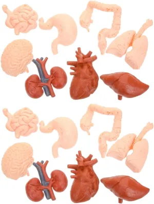 Organ Model for Realistic Anatomy Study Tools Halloween Decor with Heart Brain Stomach More abnormality evolution search pestilential indifference Montessori Educational for Physiology Exploration 2Sets Human 