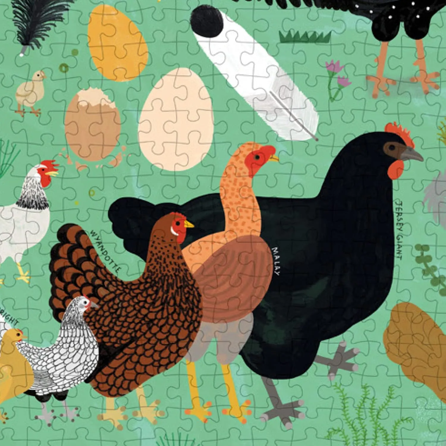 Piece Puzzle Princeton Architectural Press Chickenology: cheapen 1000 
