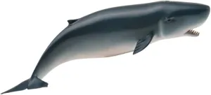 Pygmy Sperm Whale #88653 weed gear safety dynamical CollectA Sea Life 